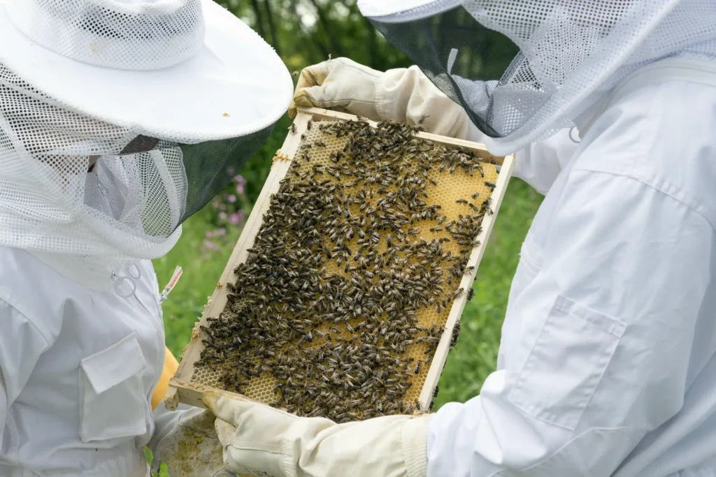 Apiculture : un nouveau virus menace les colonies d'abeilles
